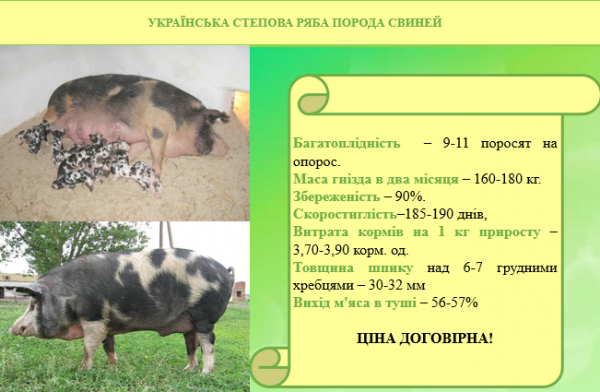 СПЕПОВА РЯБА